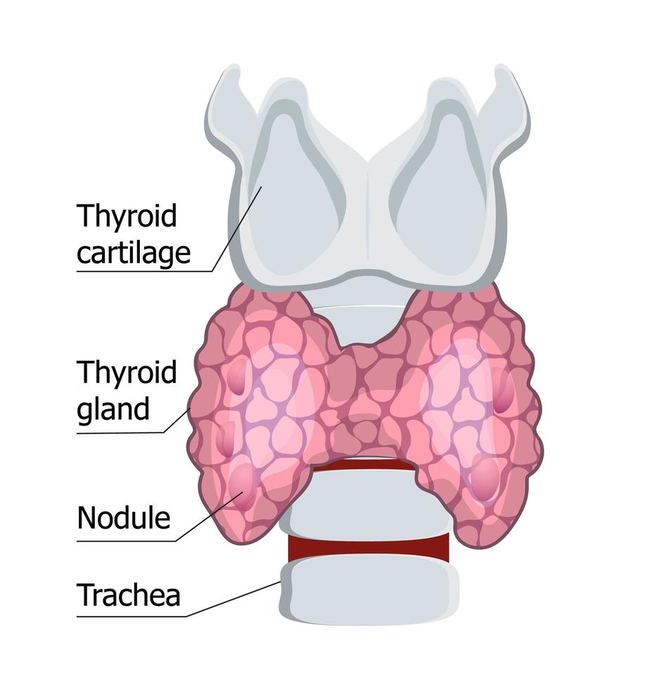 glándula tiroides humana aislada en el fondo blanco. vector de concepto de hipotiroidismo. ilustración de diagnóstico de endocrinología. cartílago tiroides, se muestra la tráquea. plantilla de medicina para sitio web