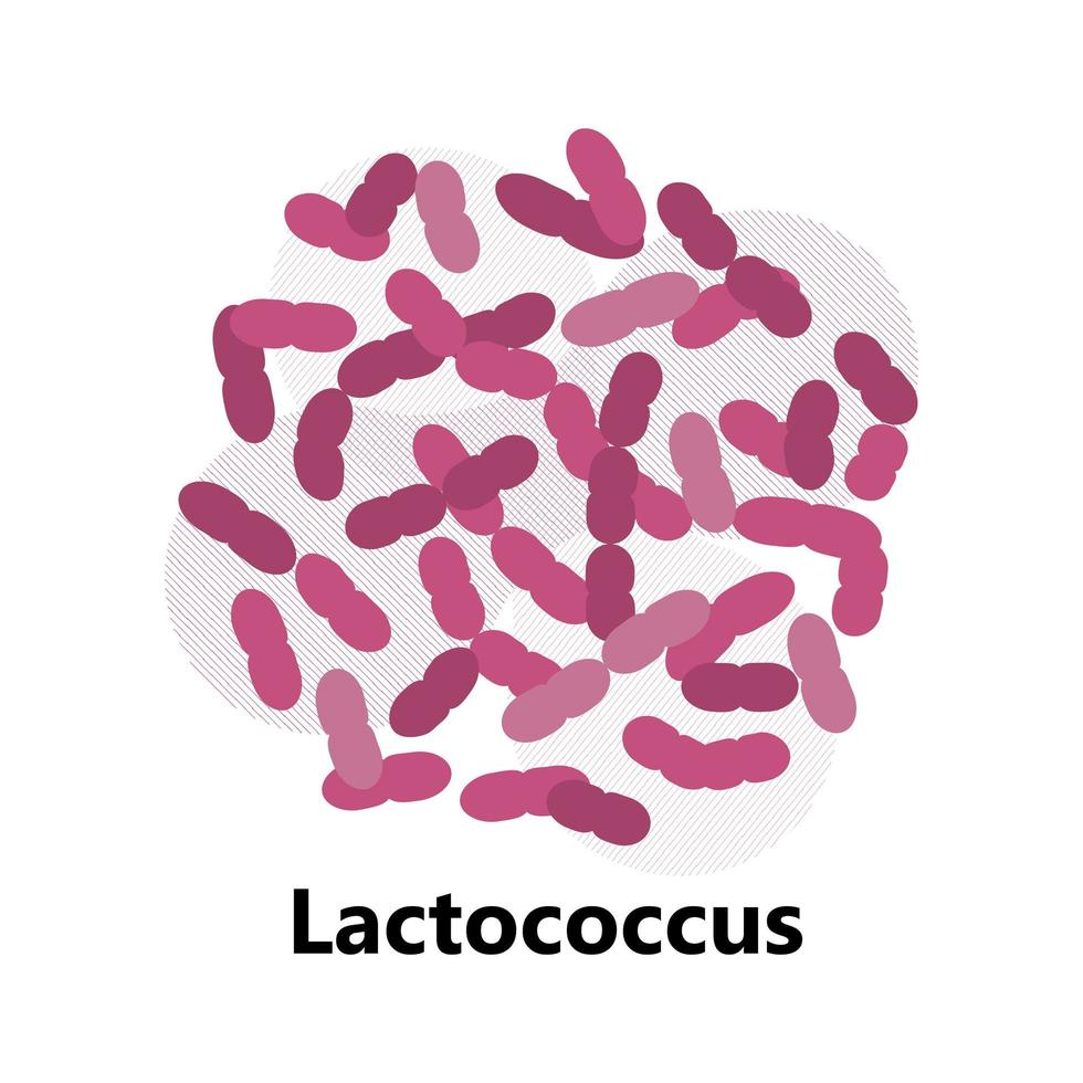 Probiotics bacteria. Lactobacillus, bulgaricus logo with text. Amorphous symbols for milk products are shown such as yogurt, acidophilus. Lactococcus, propionibacterium are shown. vector