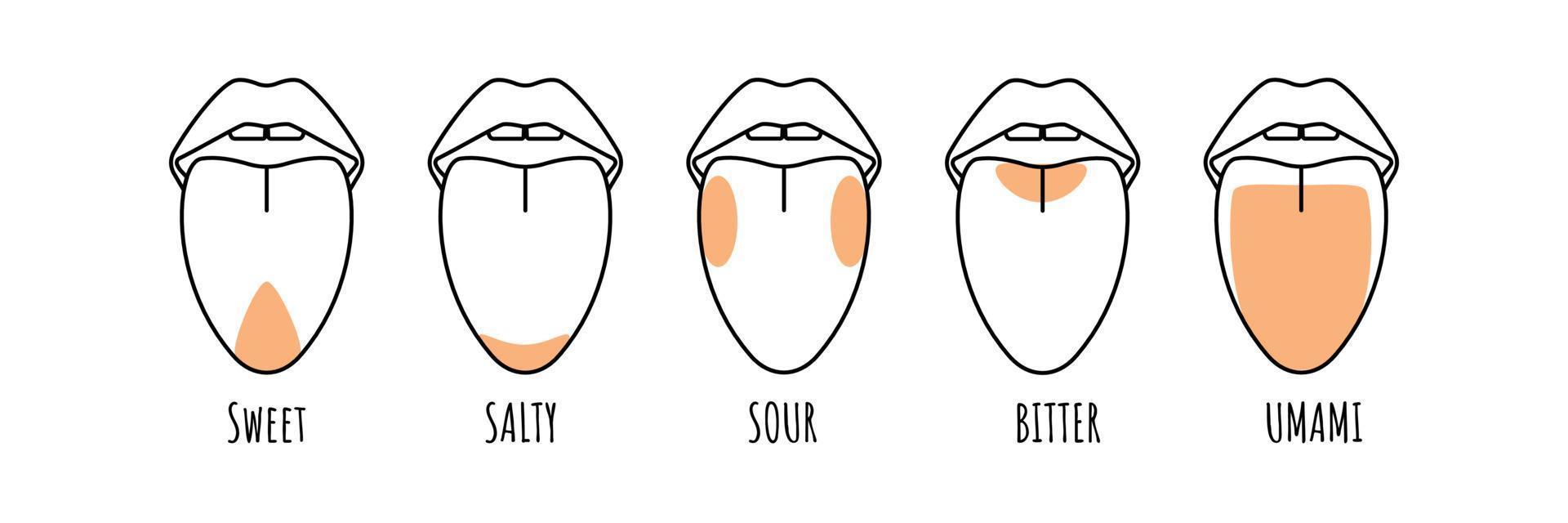 Human tongue with five taste areas. Bitter Umami Sour Sweet Salty zone perception. Vector