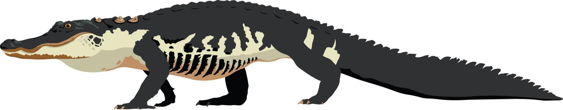 Alligator walking illustration vector