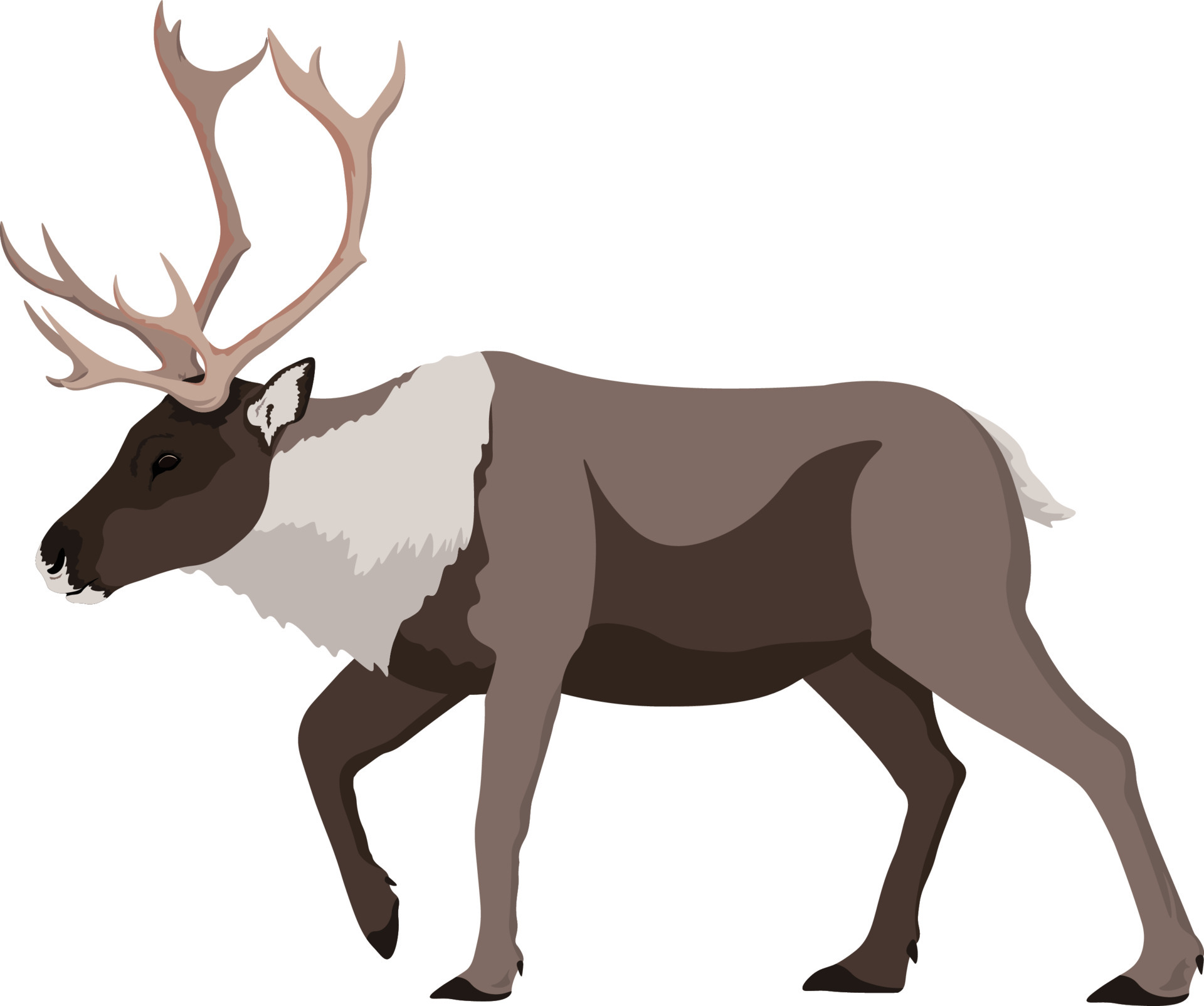 Caribou Reindeer walking illustration 6683740 Vector Art at Vecteezy Caribou Reindeer walking illustration 6683740 Vector Art at Vecteezy