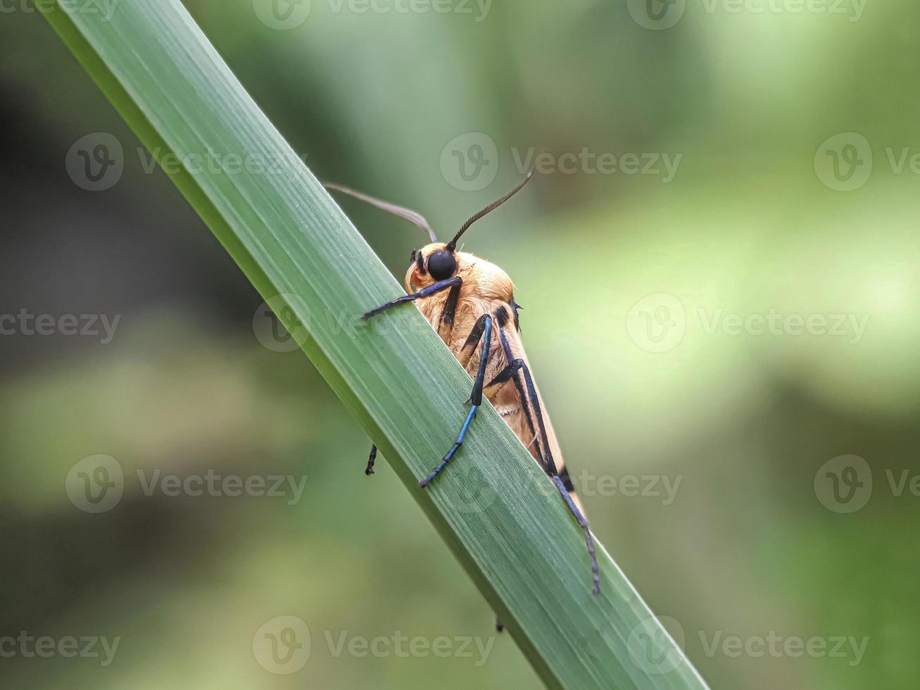 Macro insects, snails on flowers,Finger  mushrooms, orchids, leaves, with a natural background photo