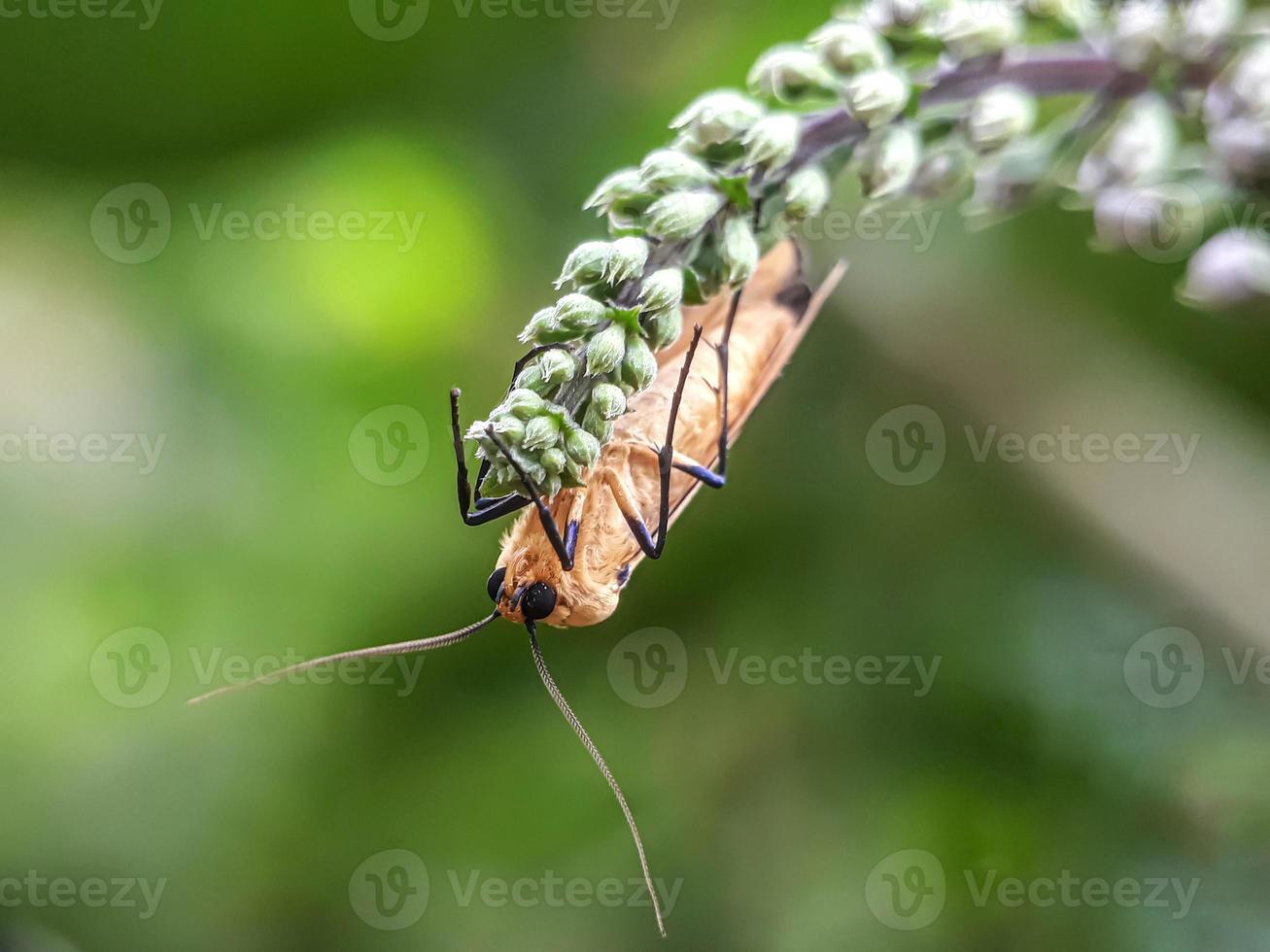 Macro insects, snails on flowers,Finger  mushrooms, orchids, leaves, with a natural background photo