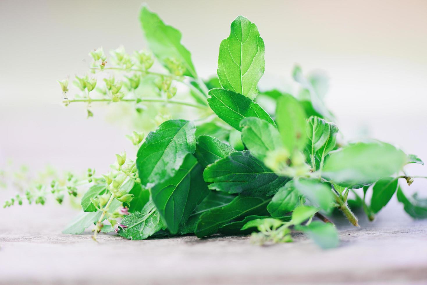 hojas de albahaca dulce, hierba de hoja de albahaca sagrada y especias sobre hojas verdes y fondo de madera foto