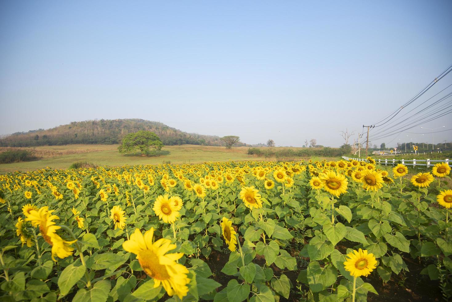 campo de girasol con plantación de árboles de plantas de girasol en el fondo del cielo azul natural del jardín, flor solar en el campo de la granja rural foto