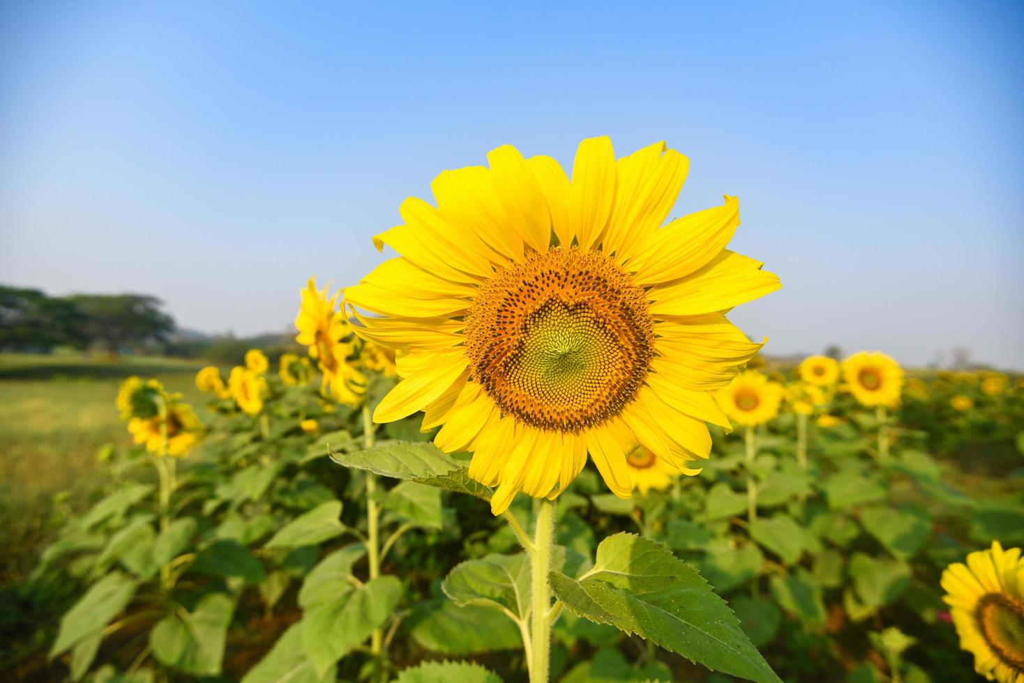 campo de girasol con plantación de árboles de plantas de girasol en el fondo del cielo azul natural del jardín, flor solar en el campo de la granja rural foto