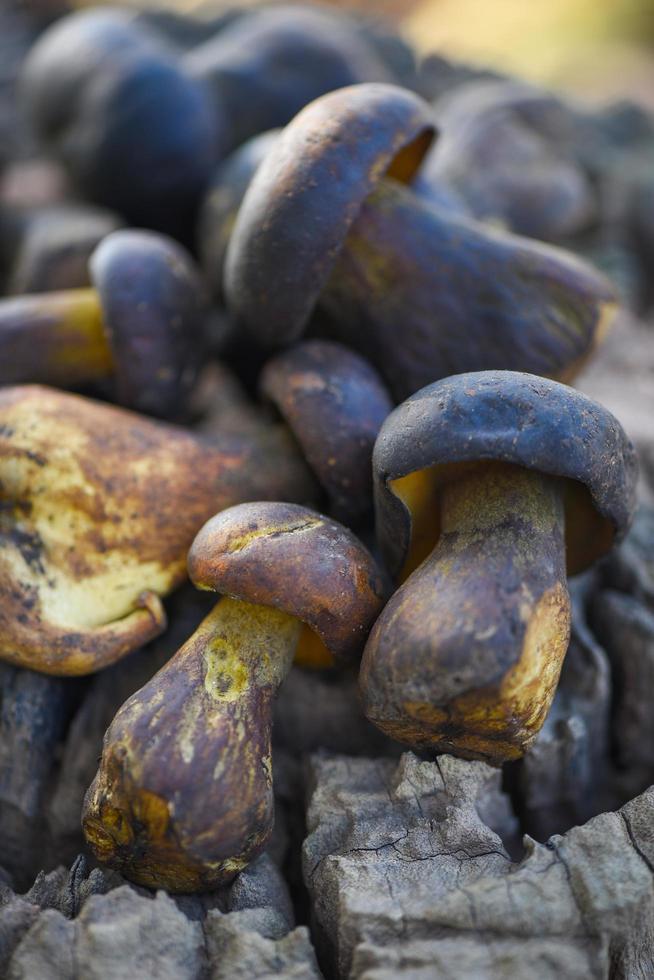 comida orgánica fresca de champiñones silvestres crudos en un bosque de otoño - cep, bollo de centavo negro, boletus porcino o king, generalmente llamado hongo porcini negro, el cep, hongo bolete en madera foto