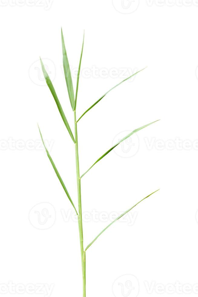 Leaf of grass gramineae isolated on white background. photo