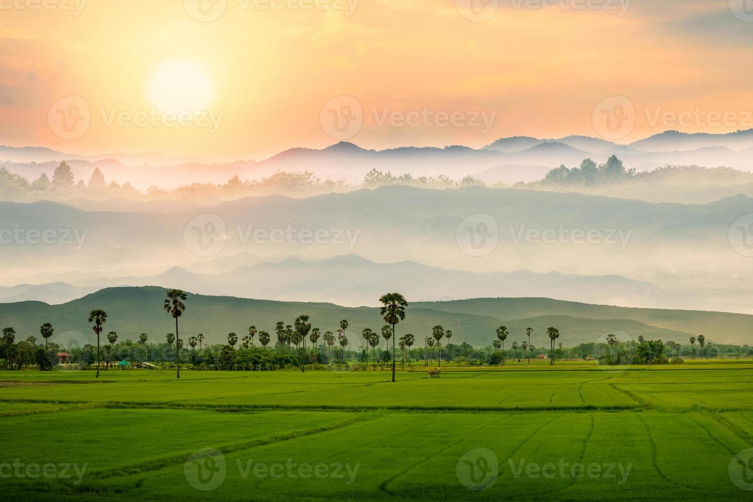 Rice field with mountains natural background. photo