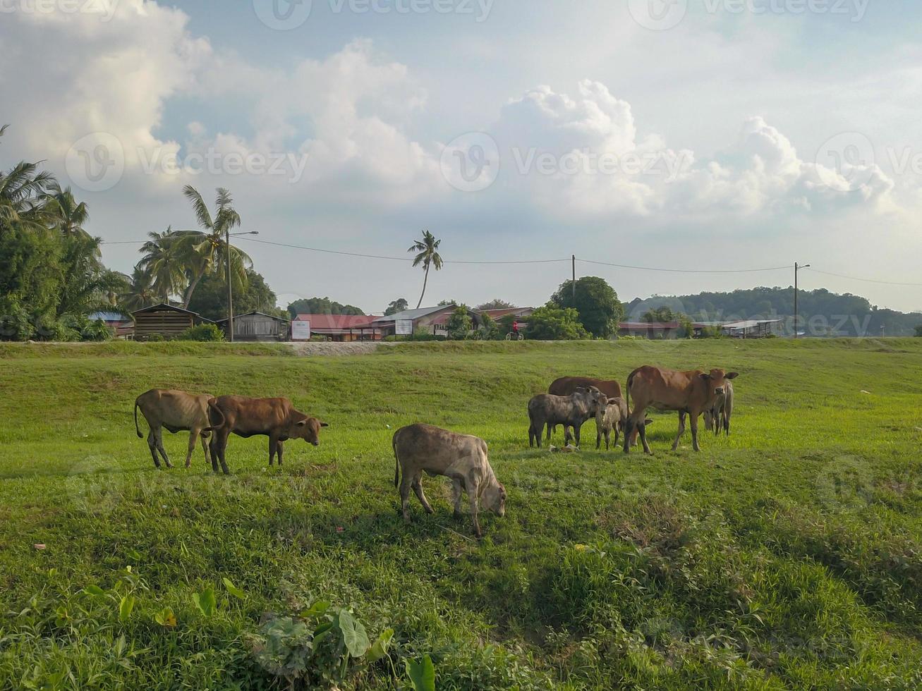 Cows grazing grass at Malays kampung photo