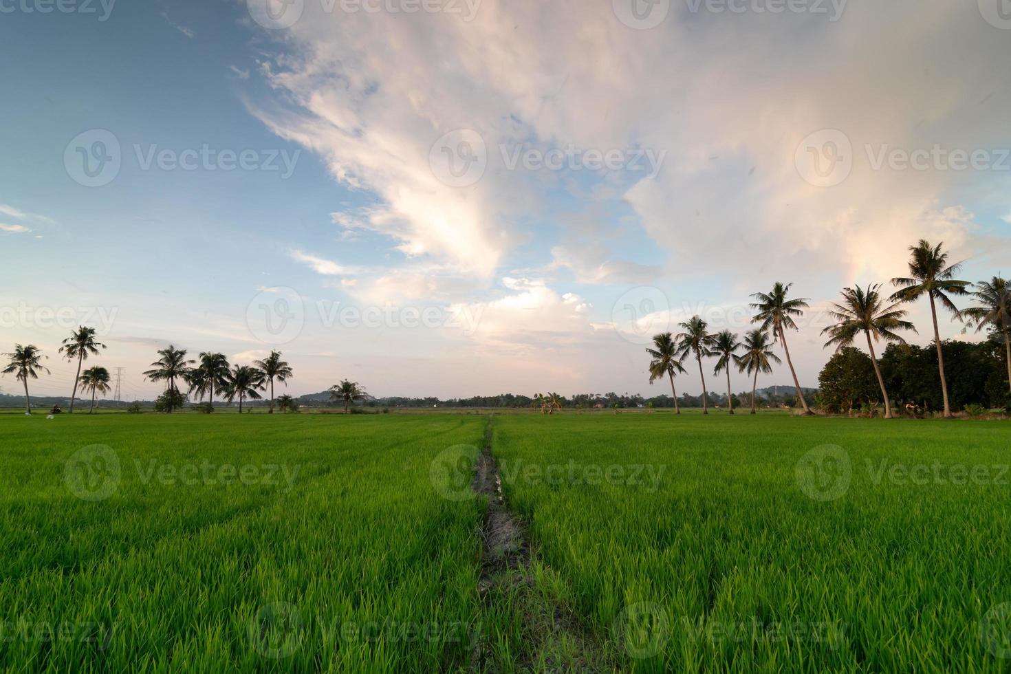 Leading line at paddy field in morning photo