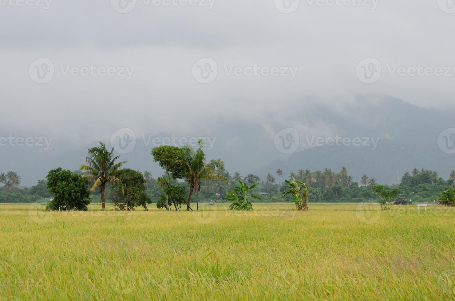 escena rural en el campo de arroz amarillo foto