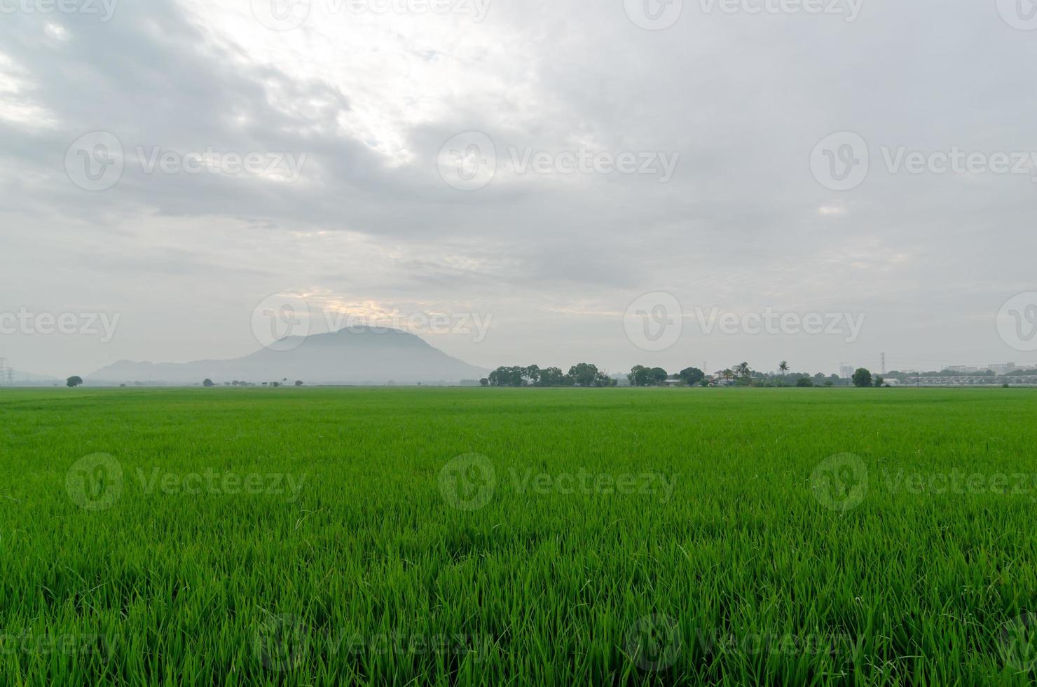 Green paddy field in misty day photo