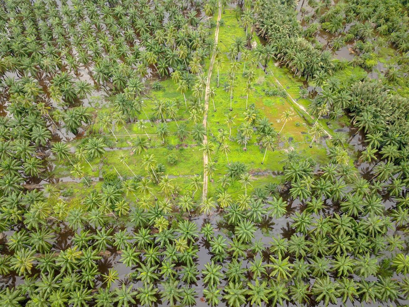 Aerial view green coconut trees and oil palm tree photo