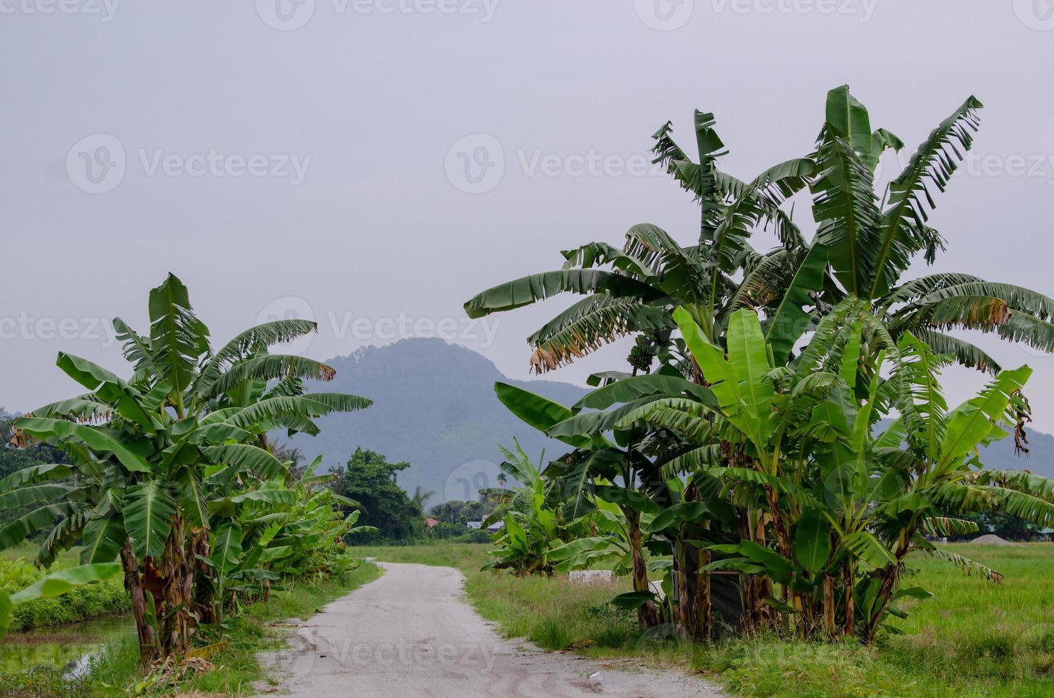 Banana trees grow in two row photo