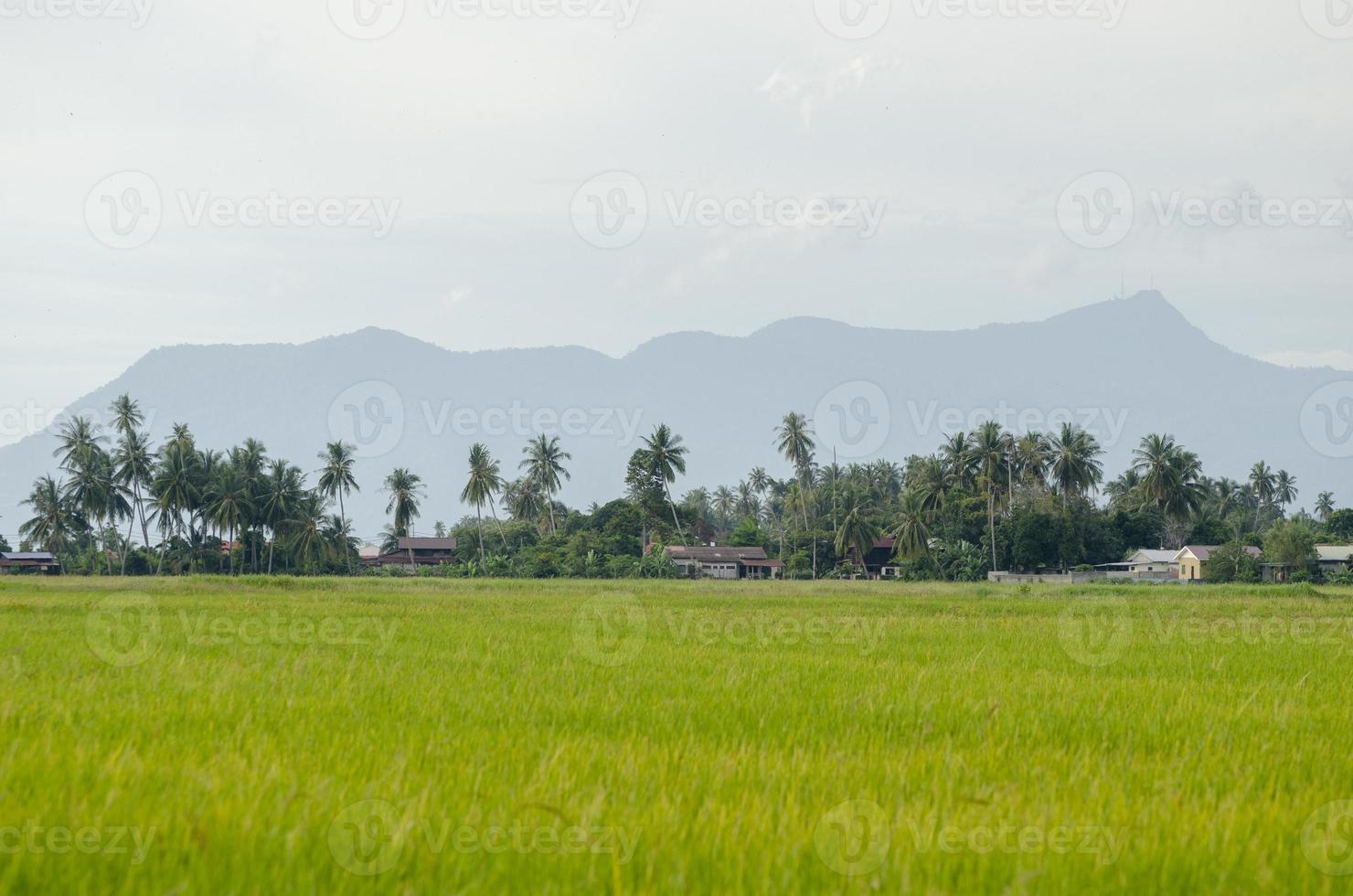 campo de arroz maduro amarillo. foto