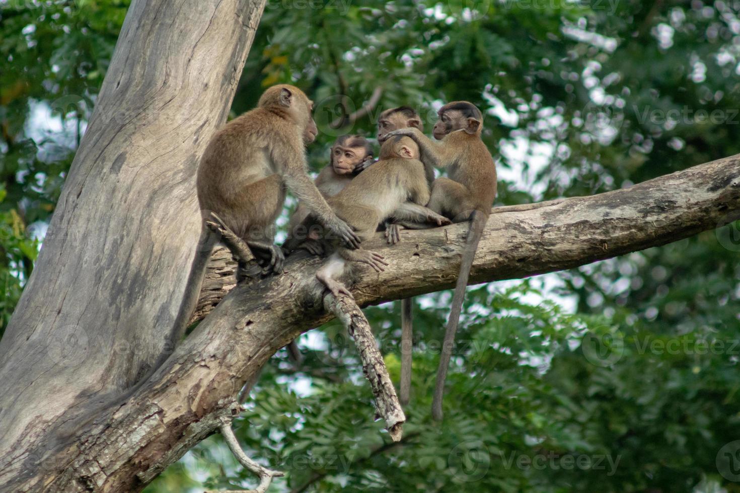 Monkey family have fun on tree. photo