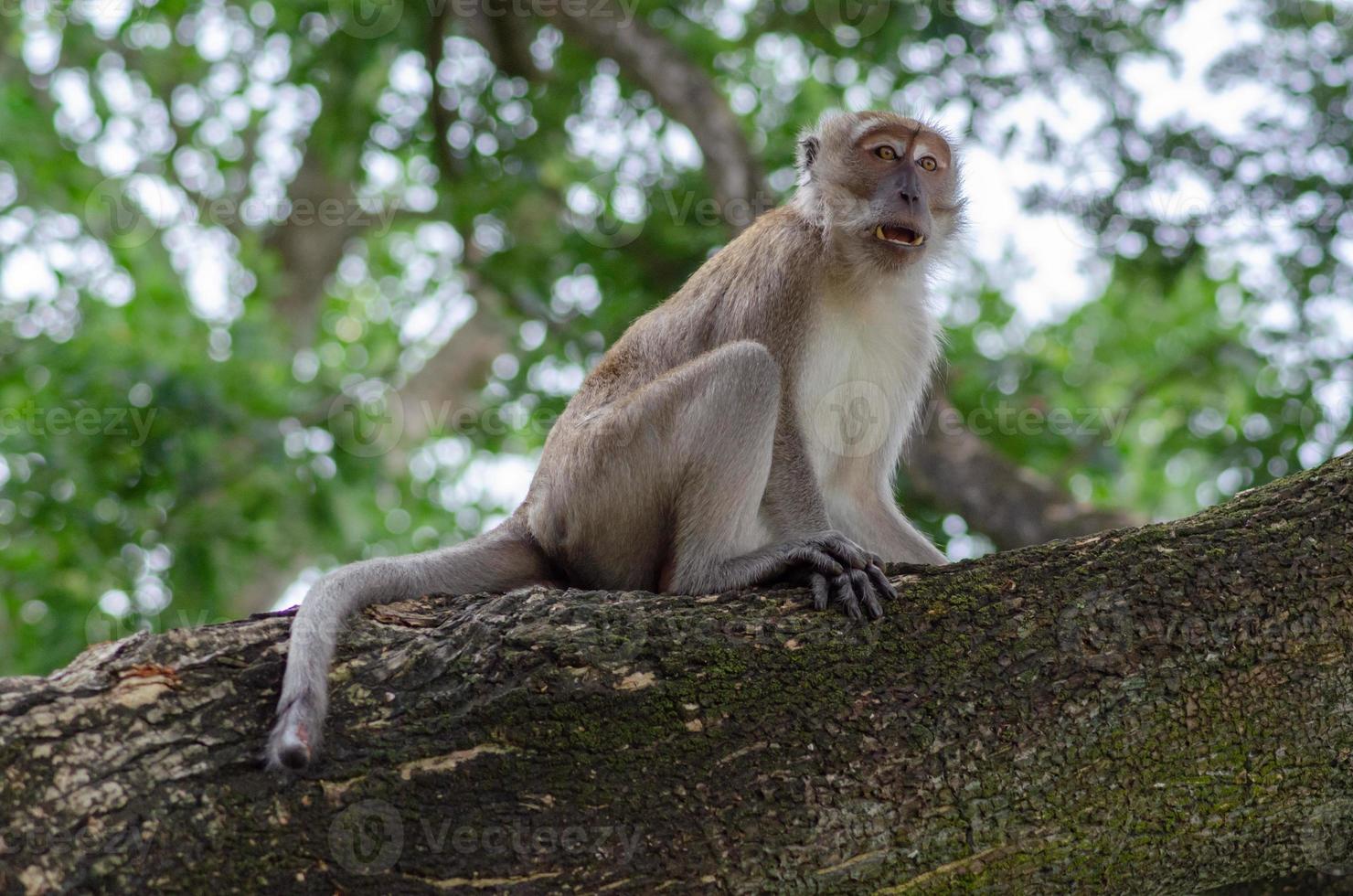 Monkey portrait on tree. Malaysia rainforest animal. photo