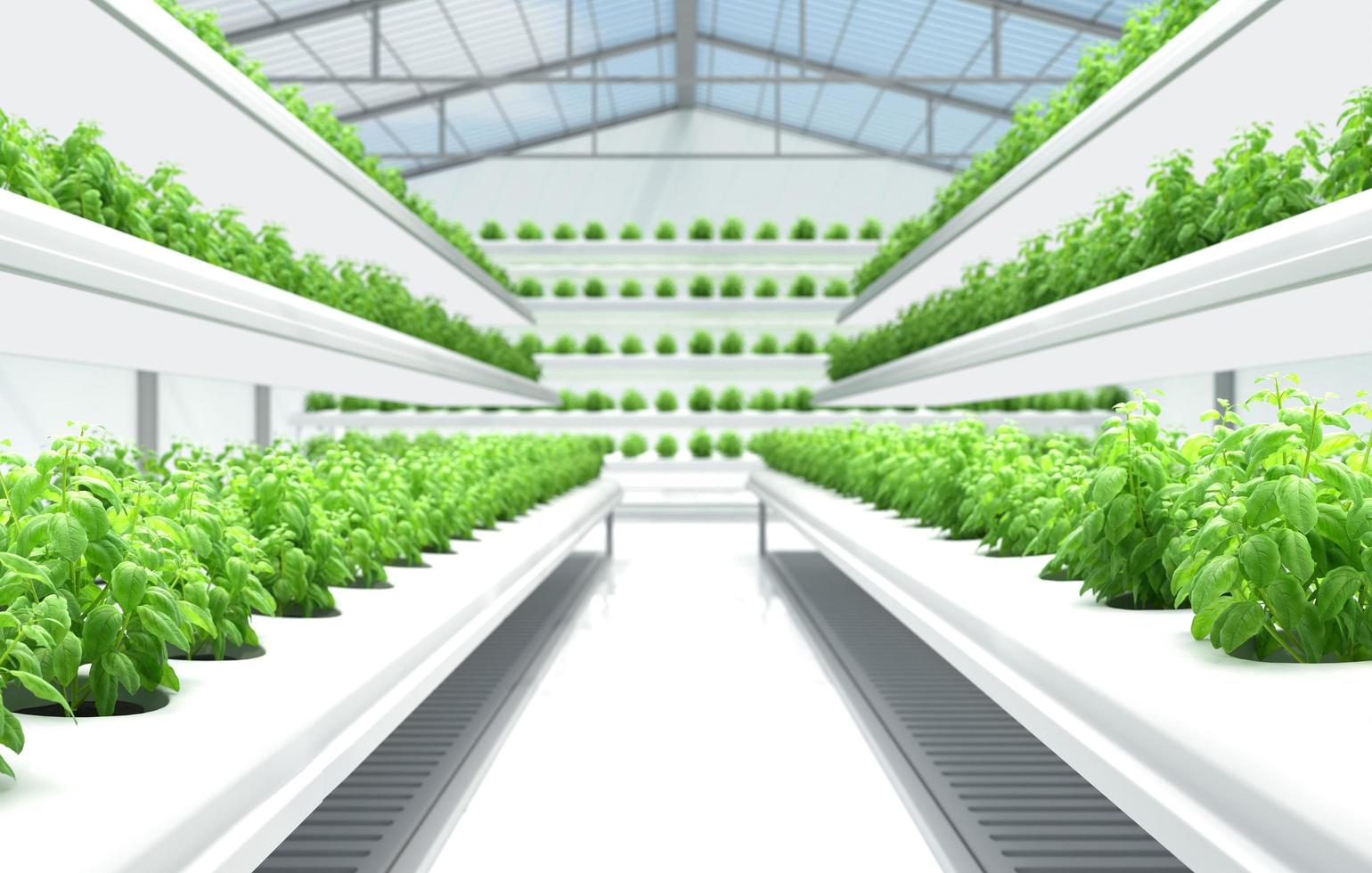 Organic Hydroponics Vegetable Farm. photo