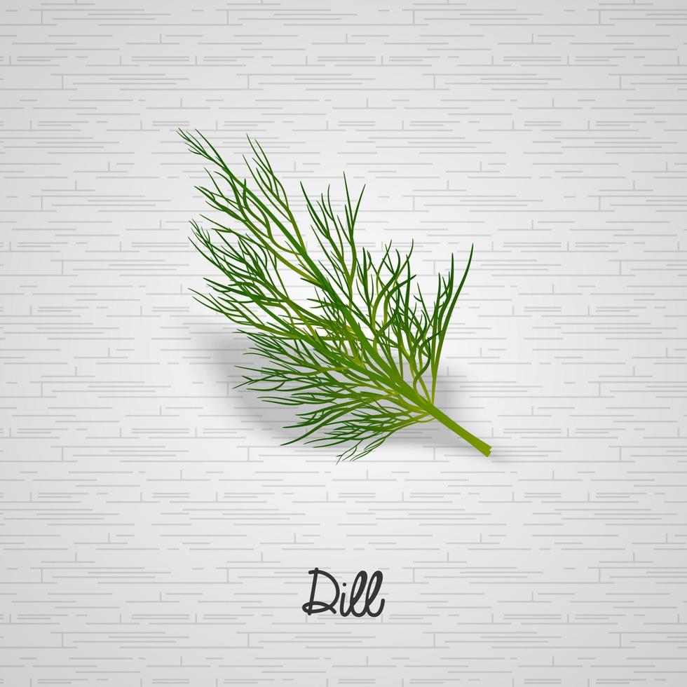 Sprig of dill illustration.Vector illustration vector