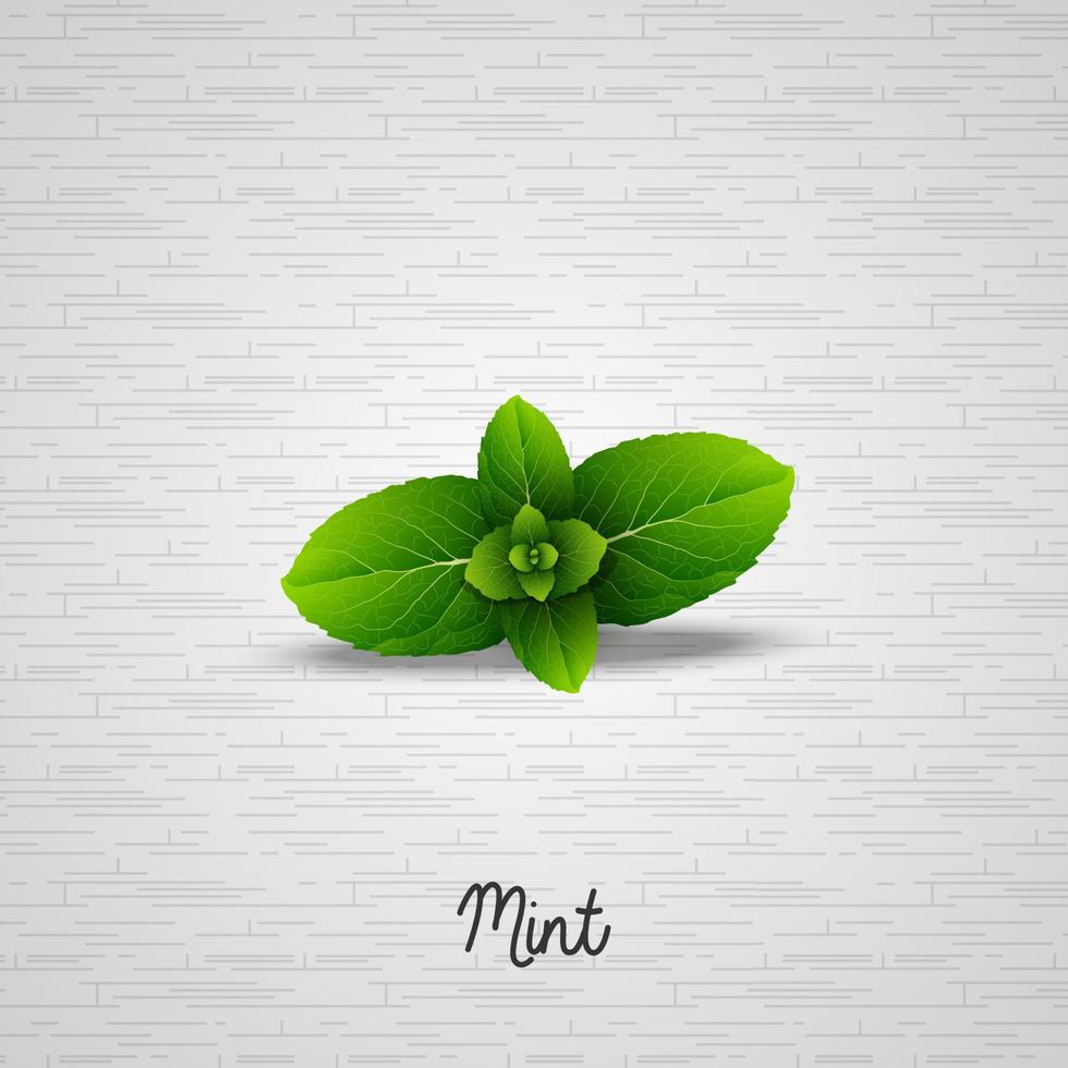 Fresh mint leaves vector