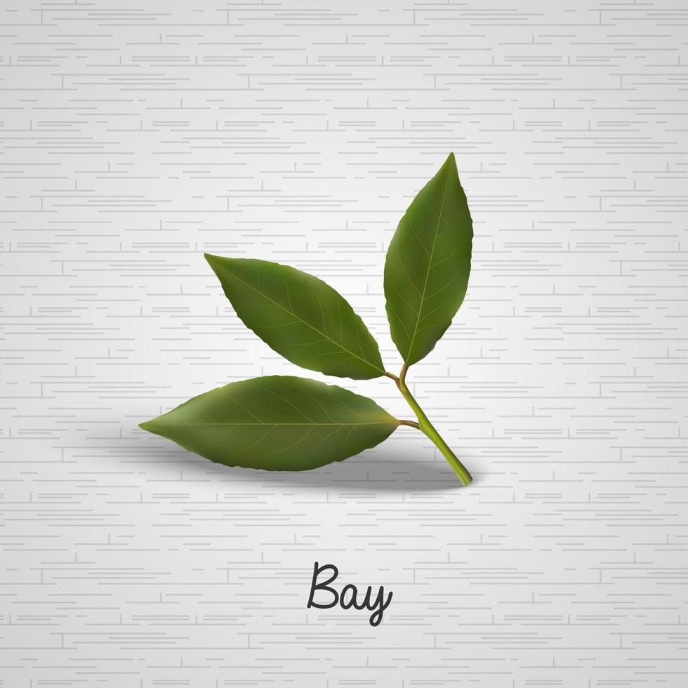 Green bay leaves vector