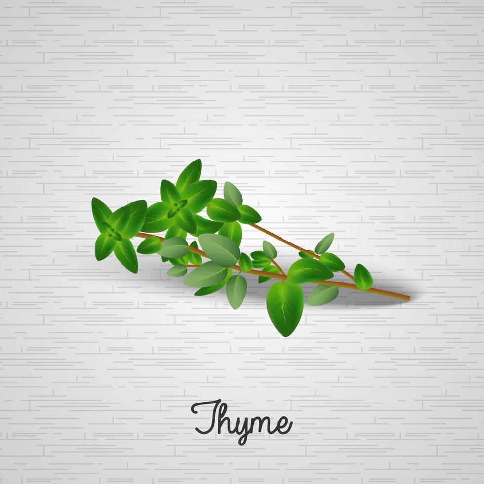 Thyme leaves vector