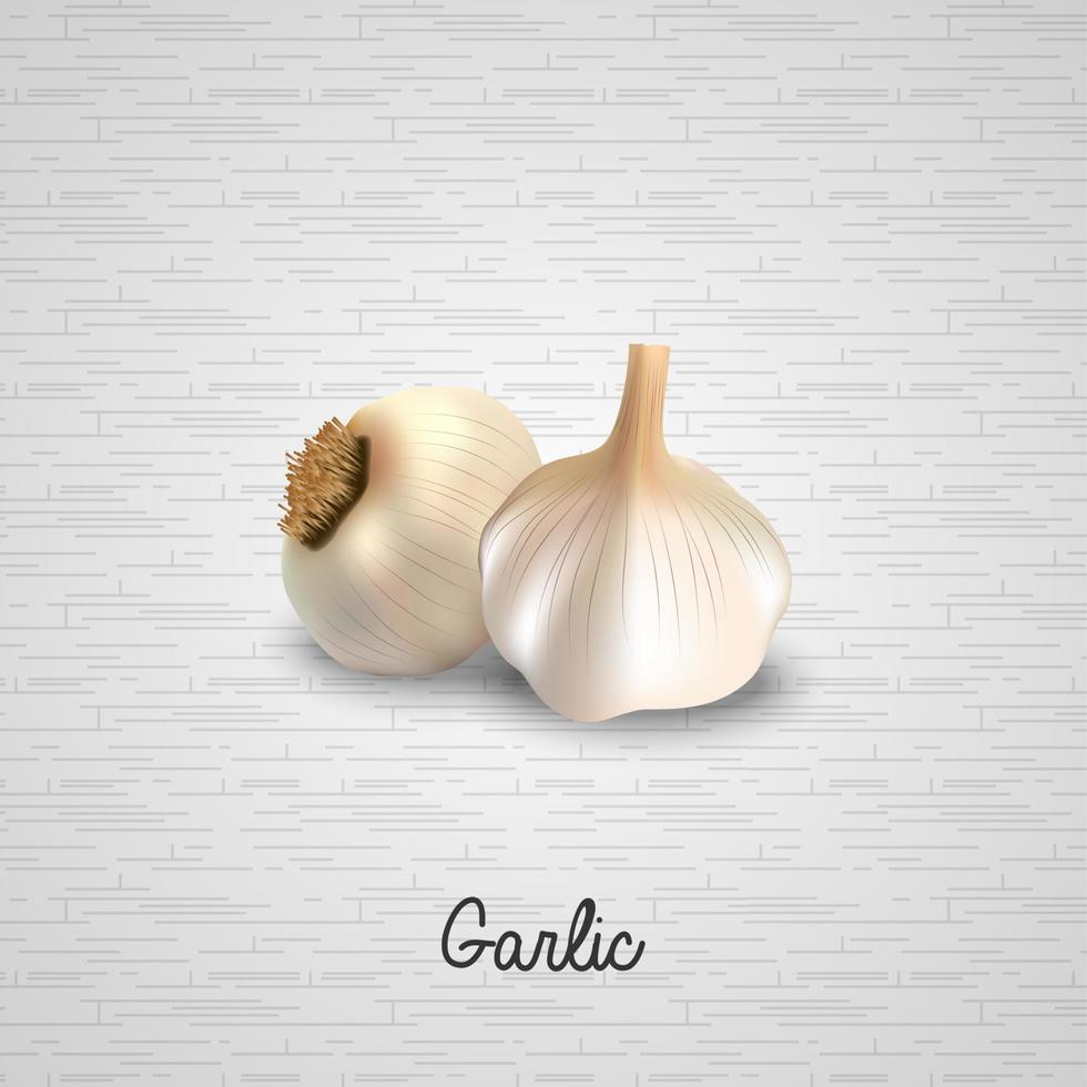 Fresh garlic illustration vector