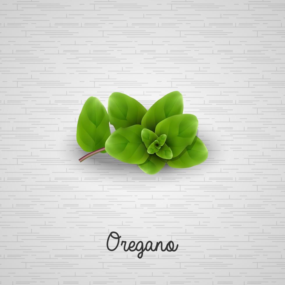 Fresh oregano sprigs.Vector illustration vector