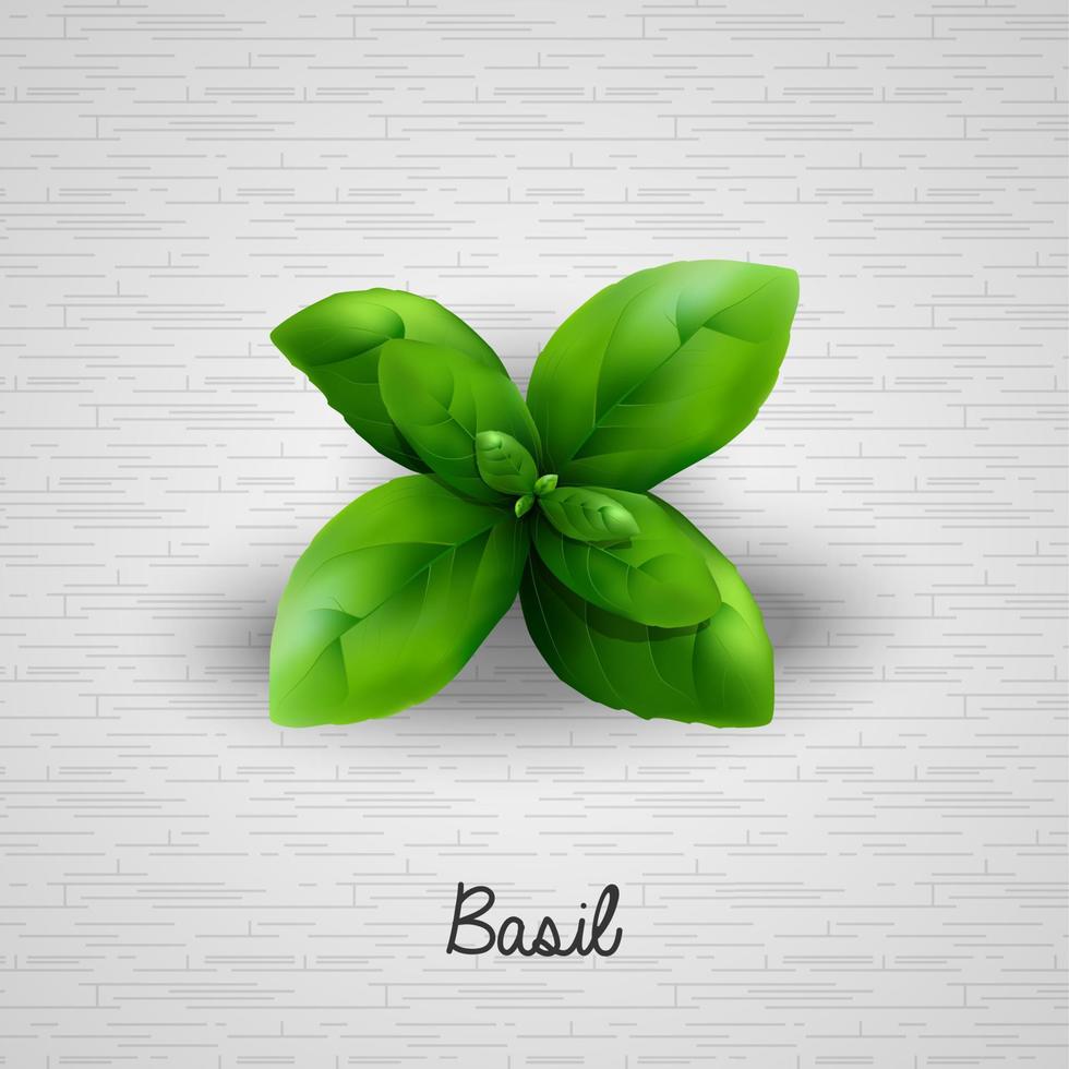 Fresh basil leaves.Vector illustration vector