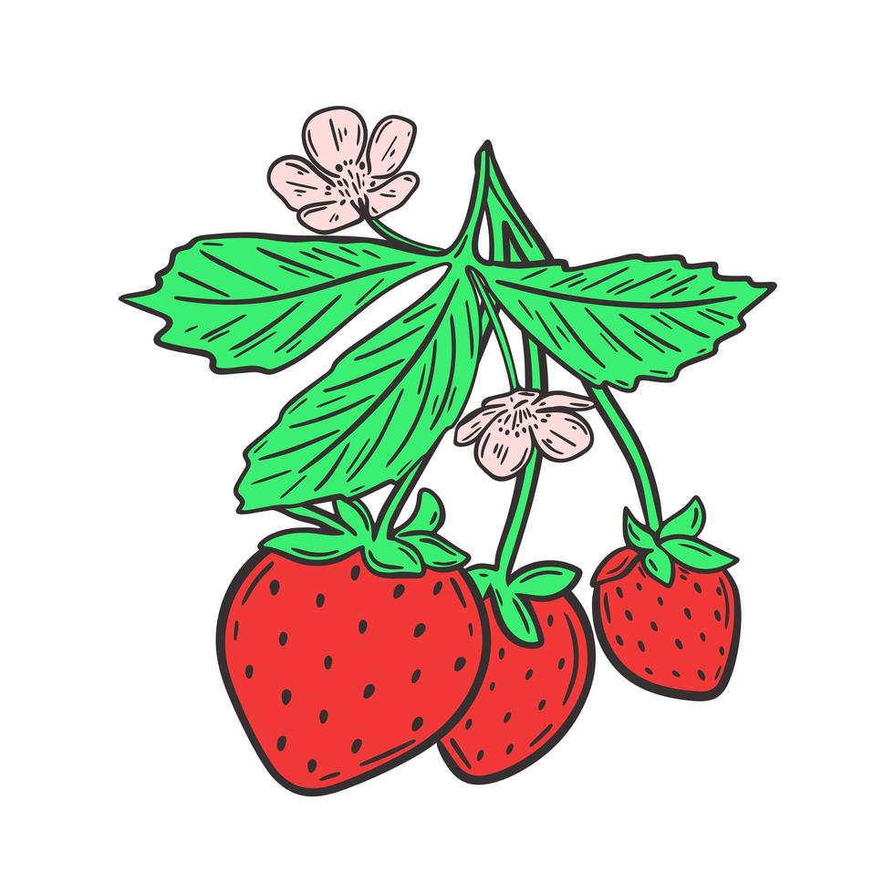 fresas en rama con hojas y flores ilustración vectorial vector