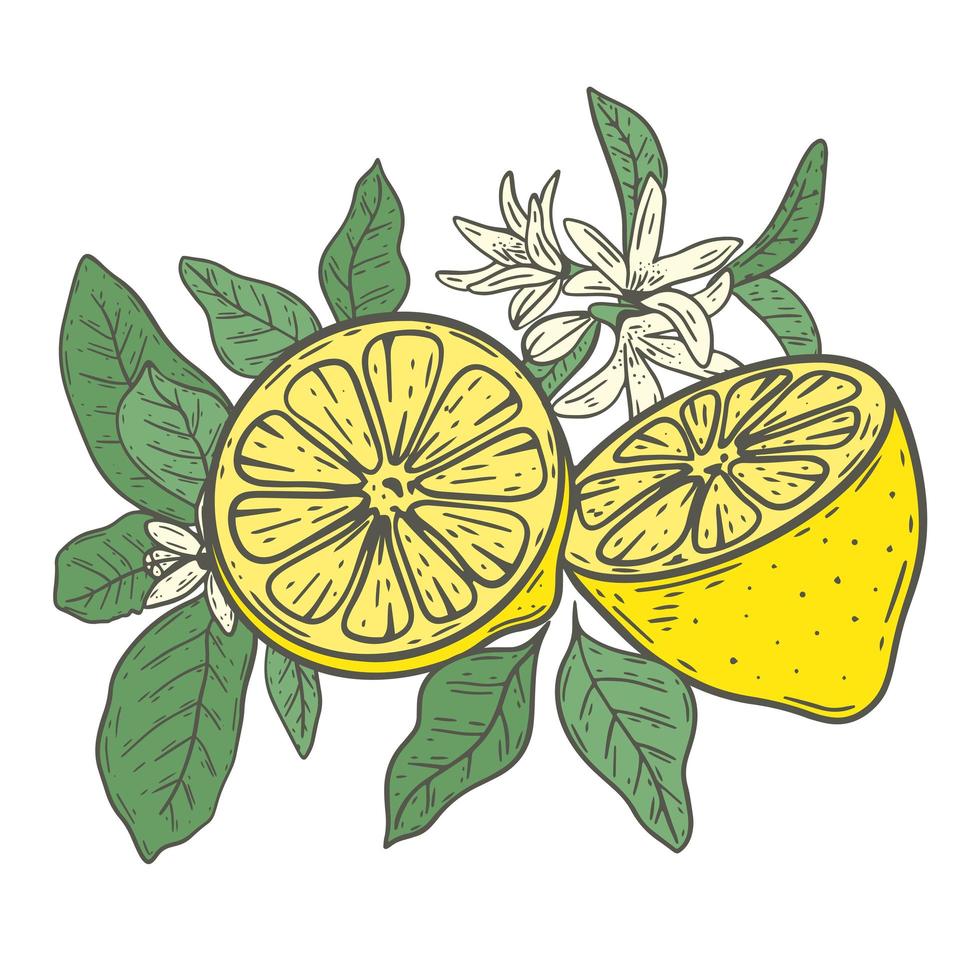 composición de limones, flores y ramitas frondosas vector