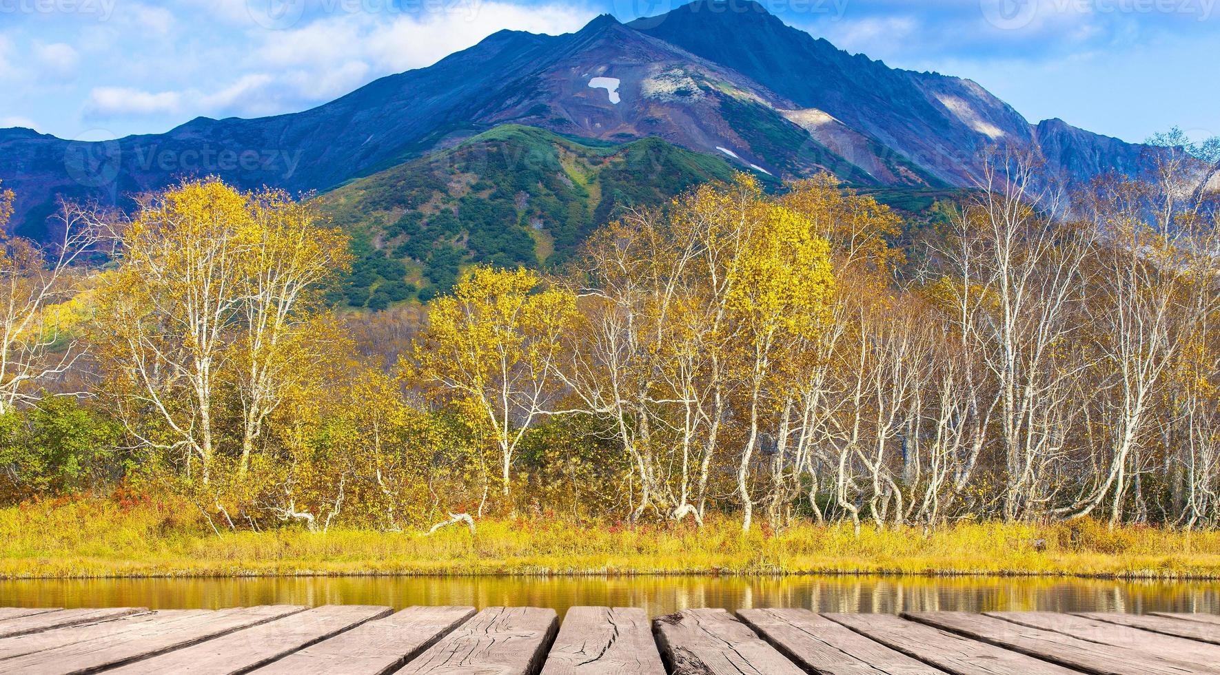 birch trees in autumn reflecting in the lake on the background of the volcano. photo