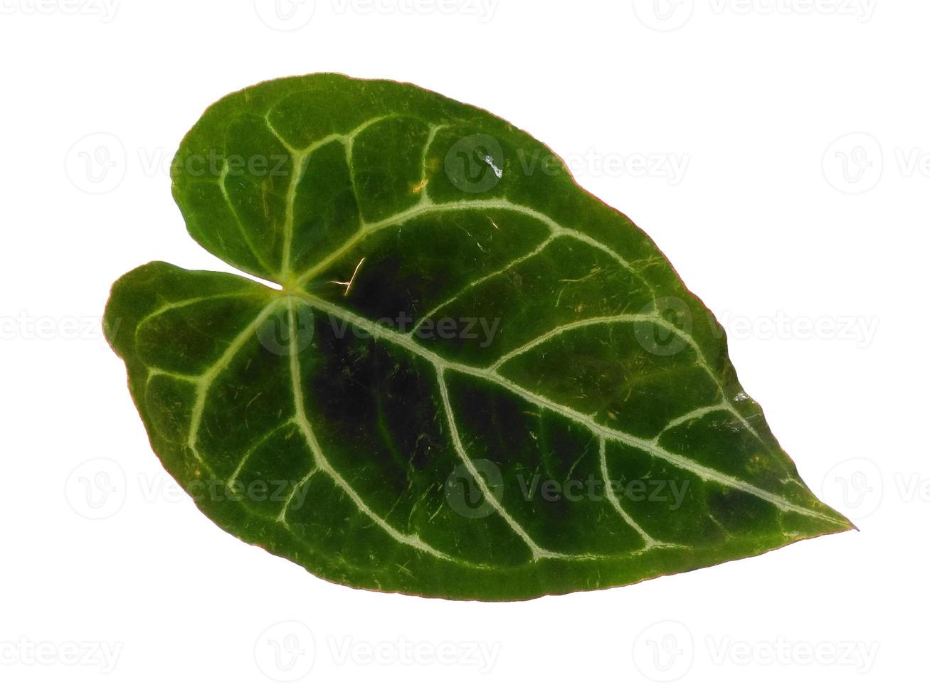 Anthurium crystallinum leaf Isolated on white background photo