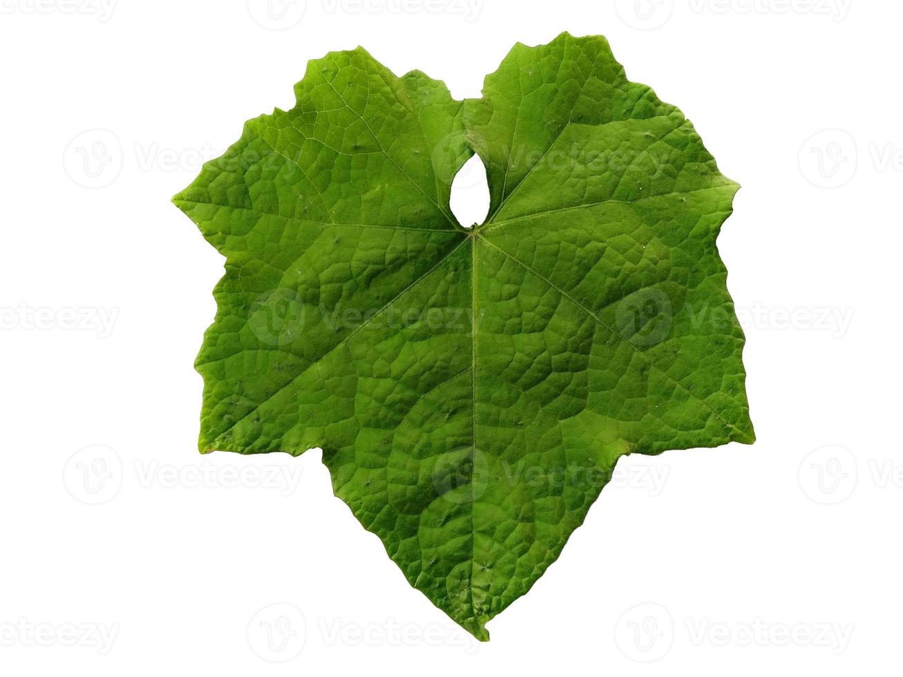 Green leaf Isolated on white background photo