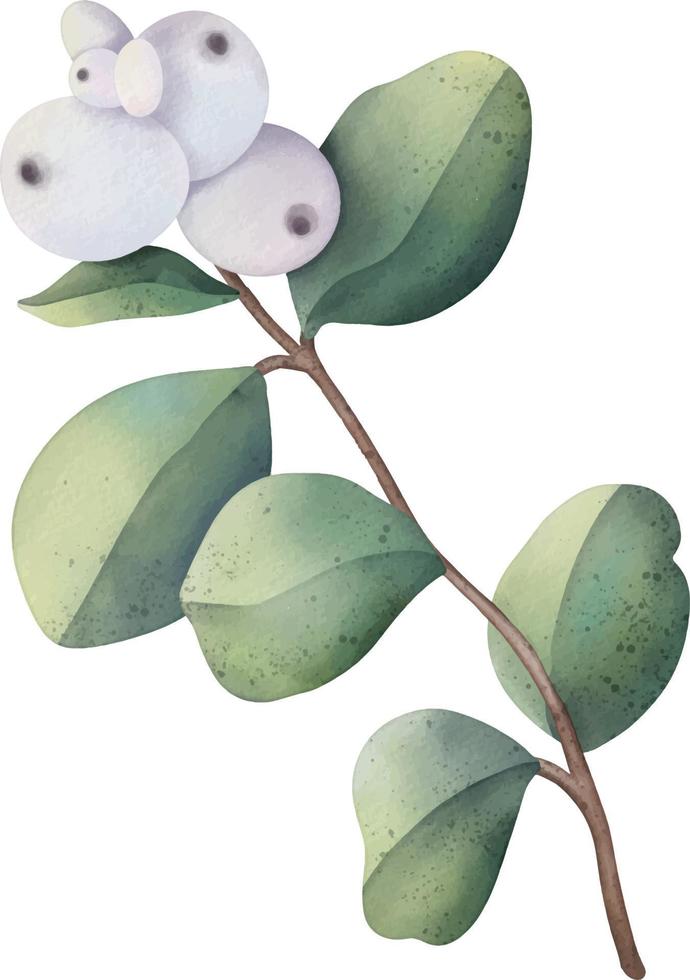 Hand drawn watercolor branch with snowberry and green leaves vector