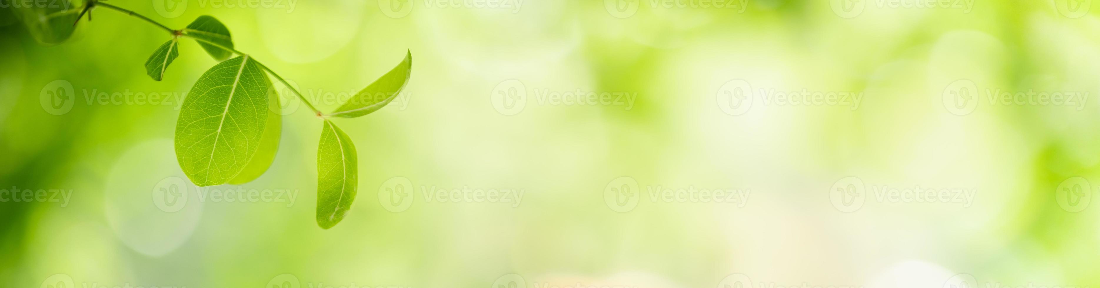 naturaleza de la hoja verde en el jardín en verano. plantas de hojas verdes naturales que usan como fondo de primavera portada vegetación medio ambiente ecología papel tapiz foto