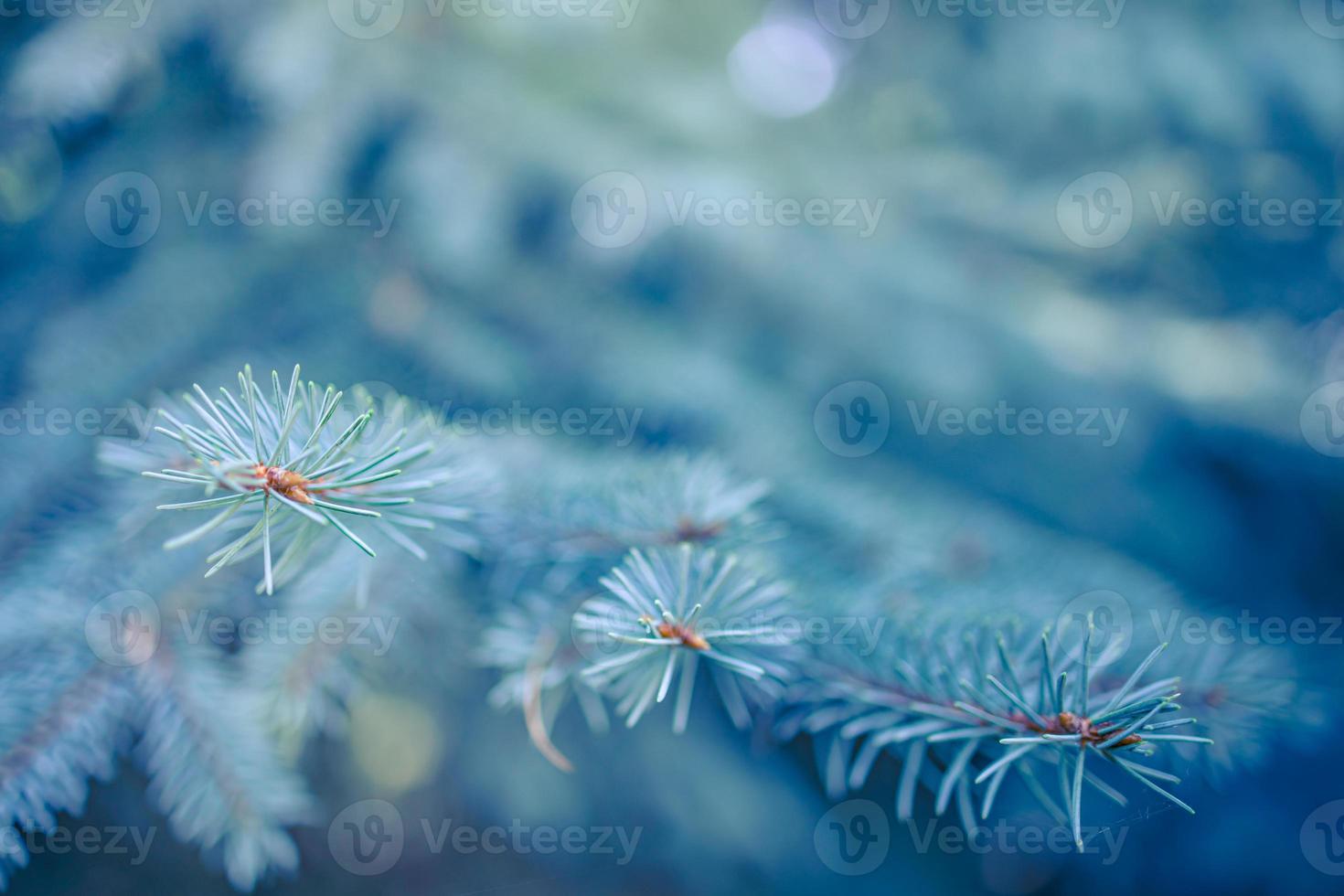 Fir tree brunch close up with shallow focus, blurred foliage. Fluffy fir tree brunch close up. Christmas wallpaper concept copy space. photo