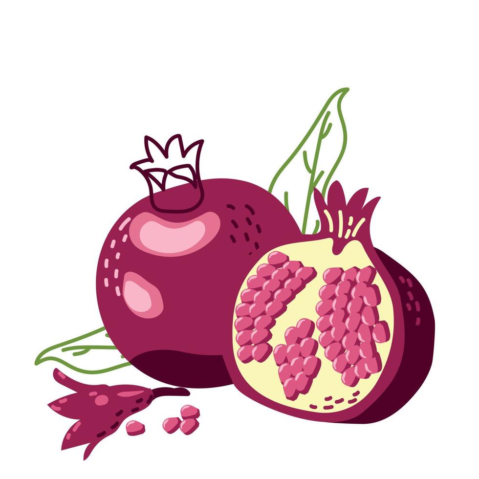 Ripe pomegranate whole and cut vector