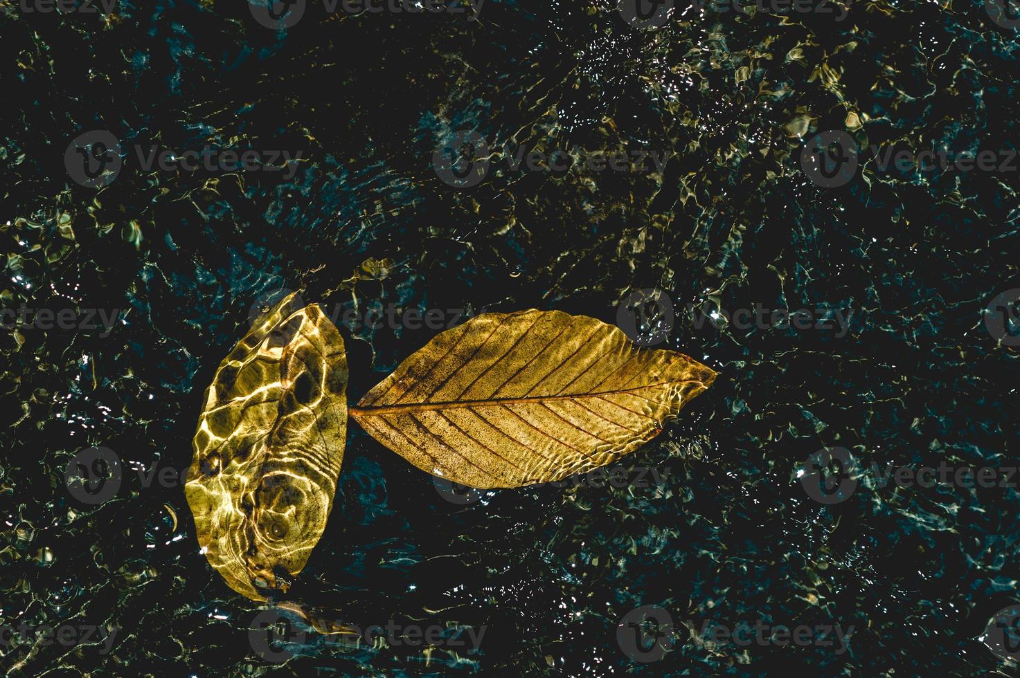 The picture of yellow leaves under the water flowing through Natural concept With copy space photo