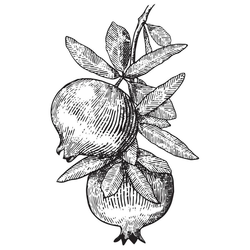 Pomegranate. Hand drawn engraving style illustrations. vector