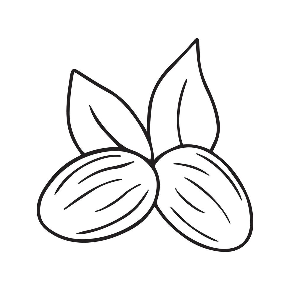 nueces de karité dibujadas a mano con garabato de mantequilla. ingrediente para cosmética orgánica al estilo boceto. ilustración vectorial aislado sobre fondo blanco. vector