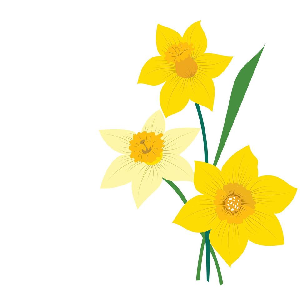 Narcissus flowers on a white background vector