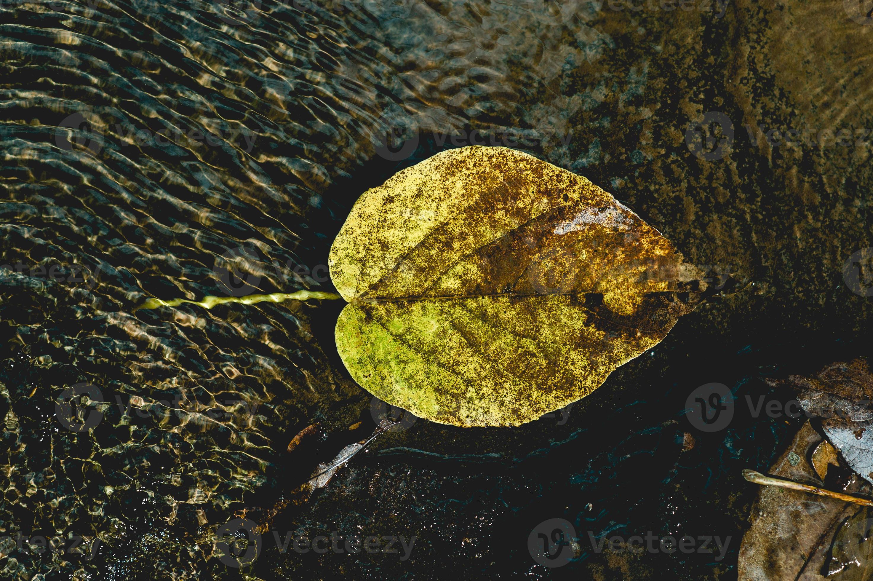 The picture of yellow leaves under the water flowing through Natural ...