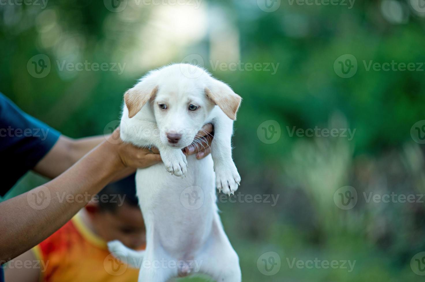 The picture of the little puppy Creatures that can play with people Dog lover concept photo