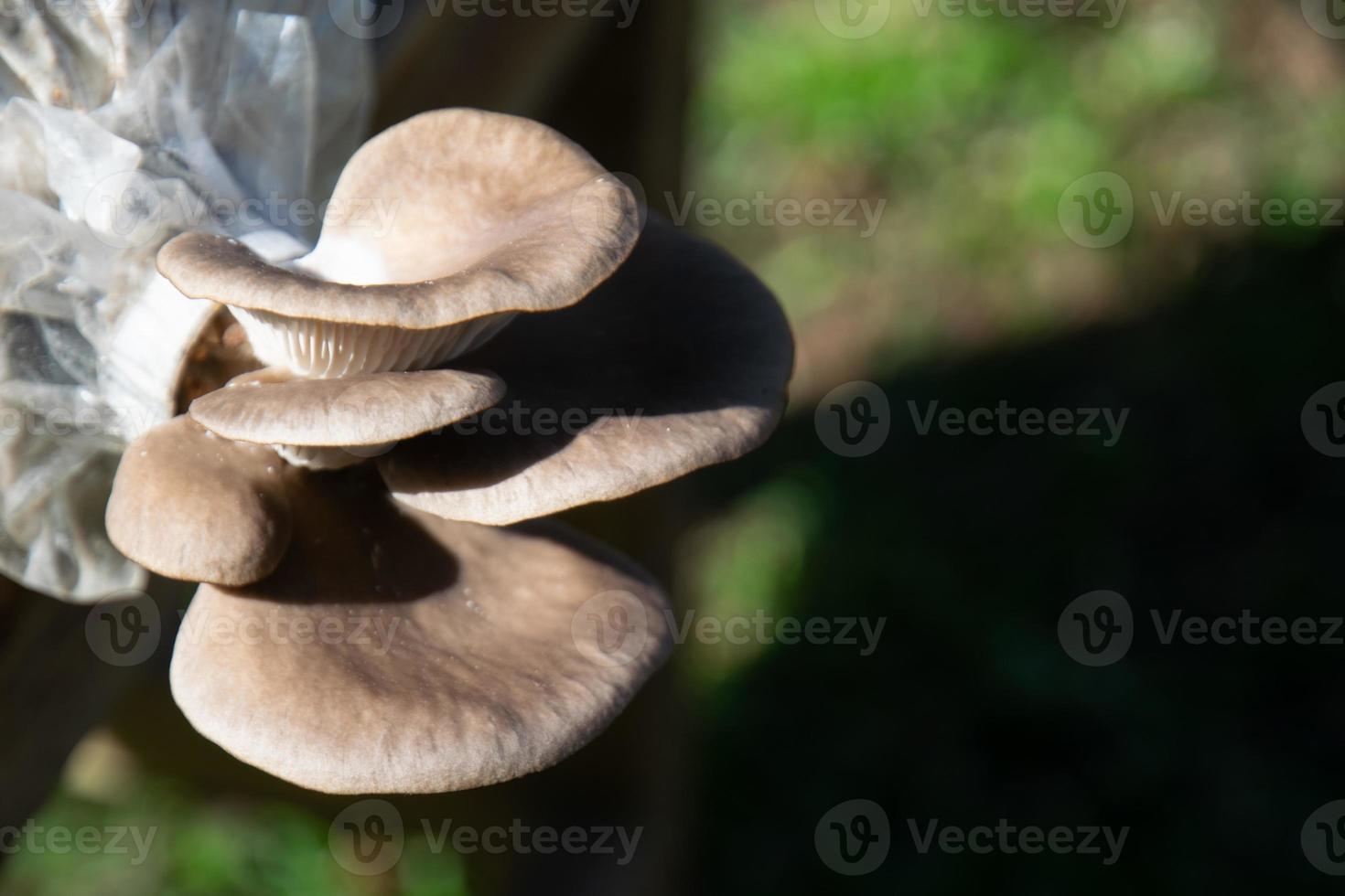 Best Mushroom Grow Bags  January 2023  ACTUAL Comparison