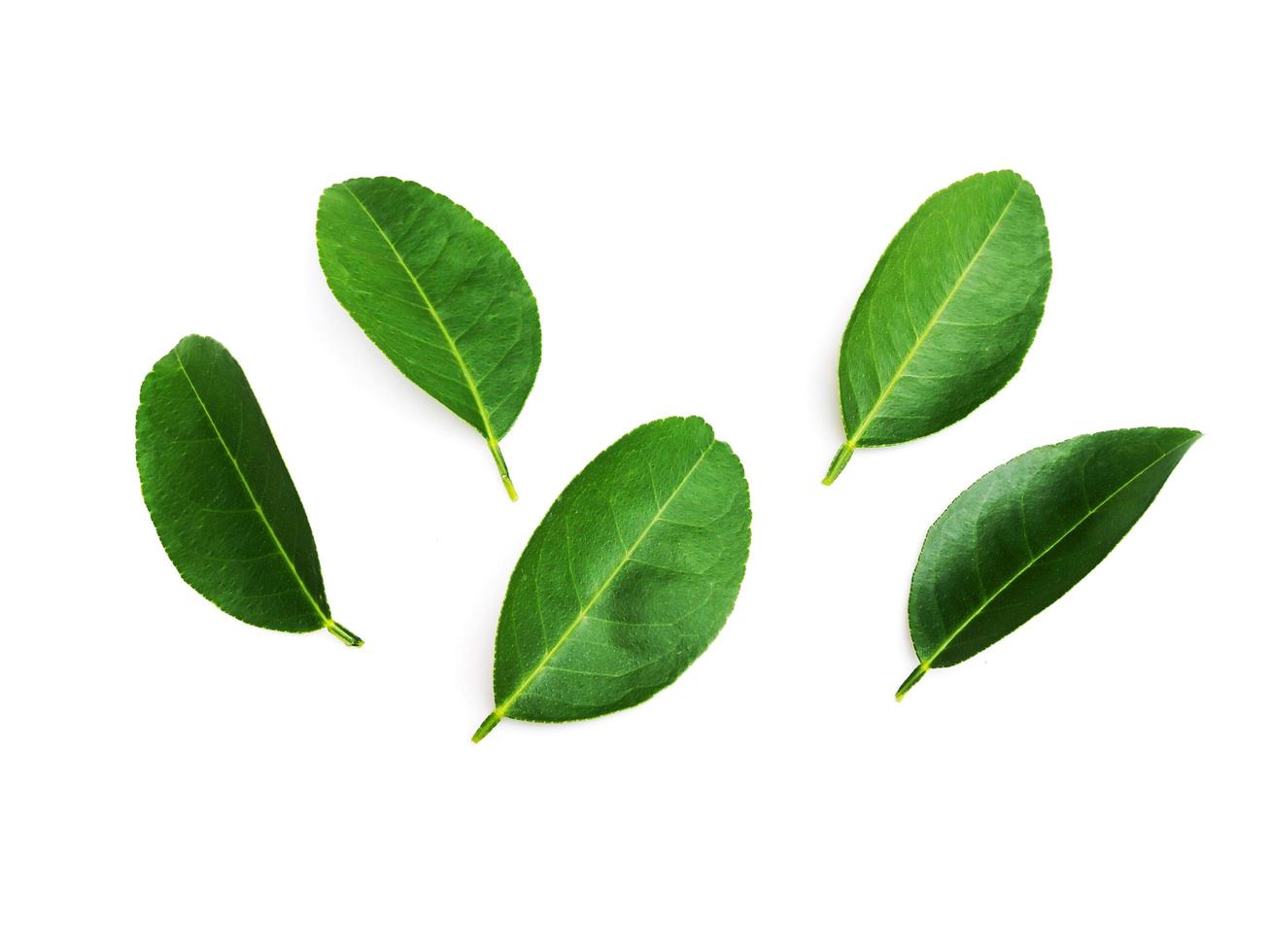 fresh lime leaf citrus lemon leaves isolated on white background. photo