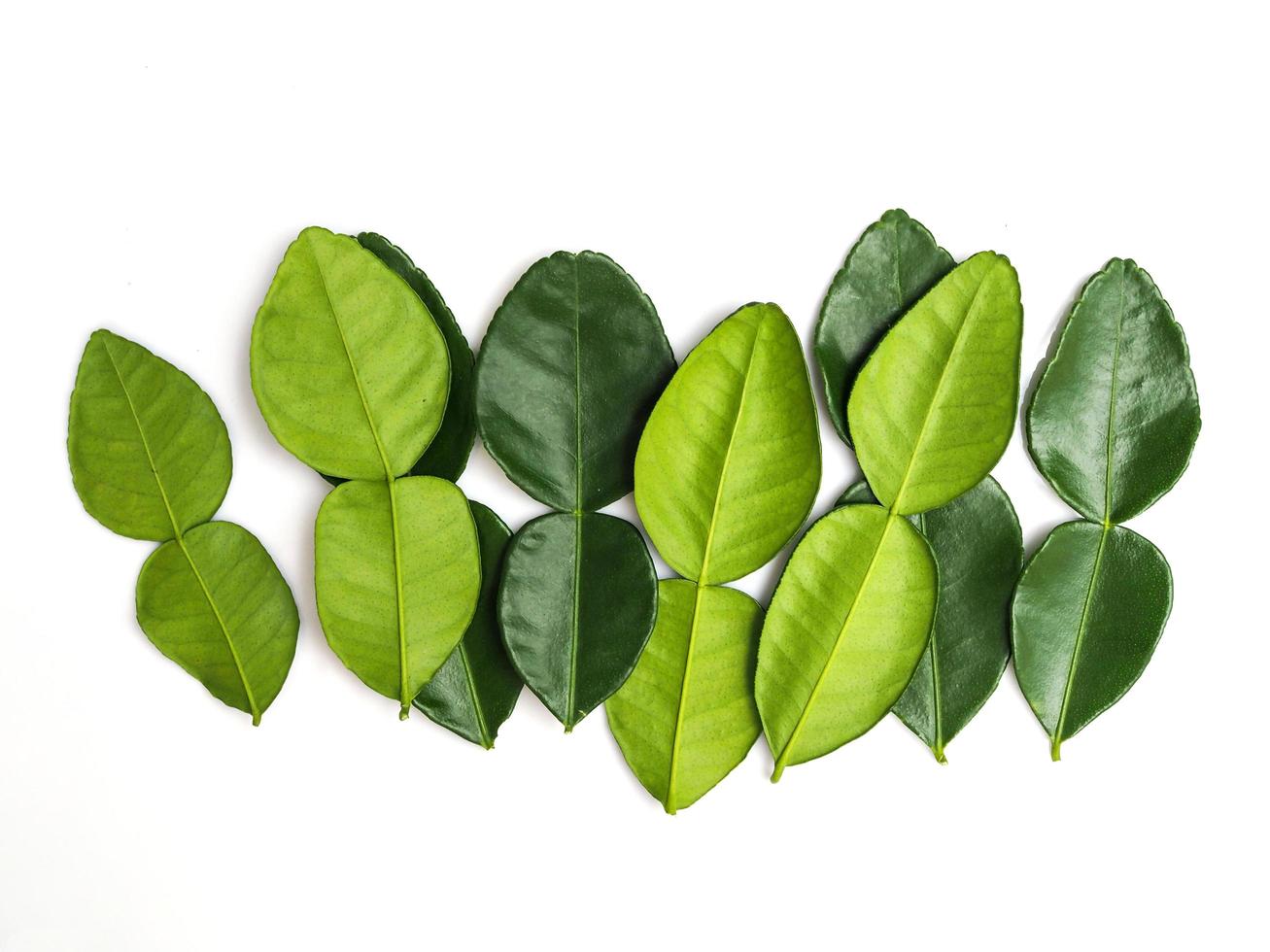 Kaffir lime leaves fresh bergamot leaf isolated on white background. photo