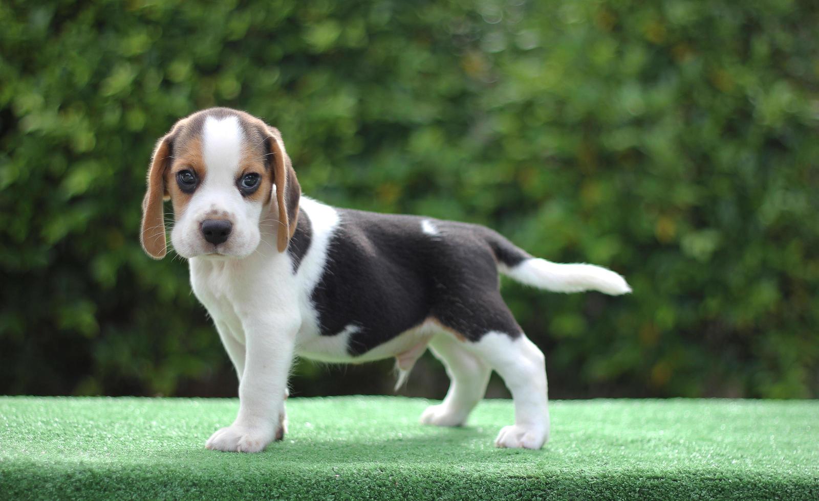 adorable beagle tricolor en pantalla blanca. Los beagles se utilizan en una variedad de procedimientos de investigación. la apariencia general del beagle se asemeja a un raposero en miniatura. Los beagles tienen excelentes narices. foto