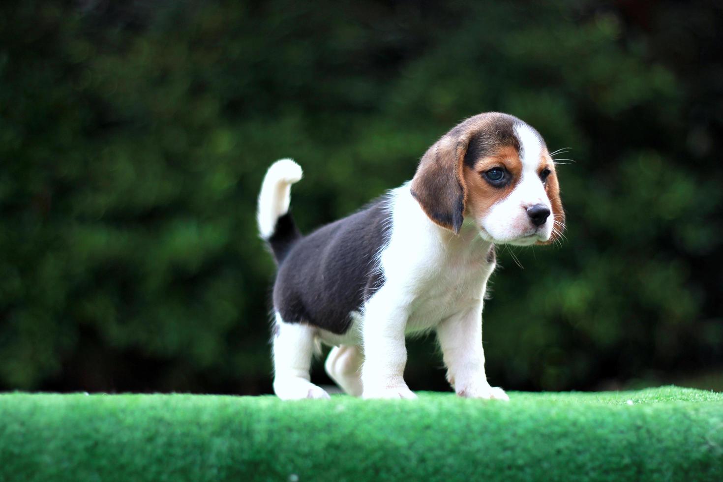 Adorable Tricolor  beagle on white screen. Beagles are used in a range of research procedures. The general appearance of the beagle resembles a miniature Foxhound. Beagles have excellent noses. photo